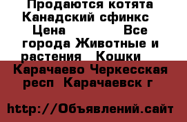 Продаются котята Канадский сфинкс › Цена ­ 15 000 - Все города Животные и растения » Кошки   . Карачаево-Черкесская респ.,Карачаевск г.